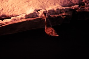 IMG_5266